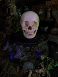 Human child skull
