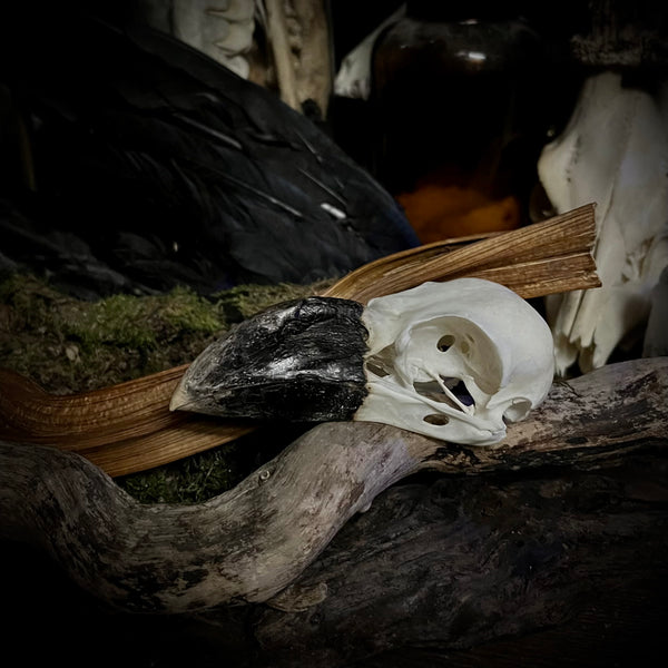 African raven skull