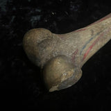 Human femur bone