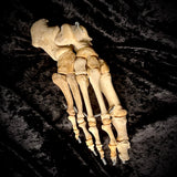 Articulated right foot