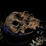 Human skull