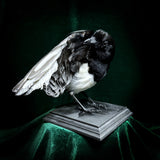 Taxidermy Magpie