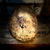 Human skull with mandible