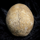 Human skull
