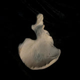 Human hip bone