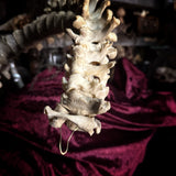 Adam Rouilly Articulated human spine and sacrum