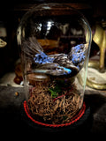 Taxidermy indigo bunting