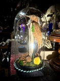 Taxidermy rufous woodpecker