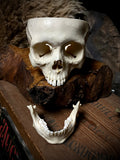 Human child skull