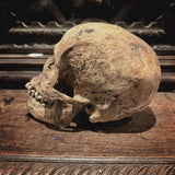 The Pirate - Real human skull