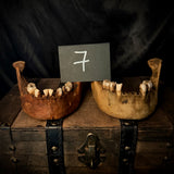Item 7. A pair of human mandibles