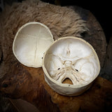 Human child skull