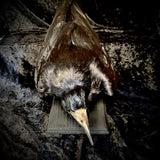 Item 6. Taxidermy rook