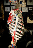 Medical skeleton