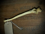 Human ulna bone