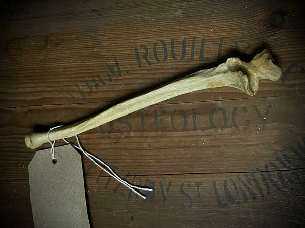 Human ulna bone