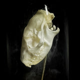“Hedgehog skull” in a glass dome