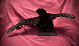 Taxidermy rook