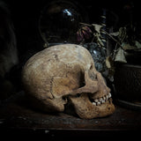 Human skull