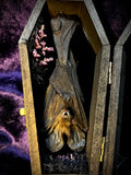 Taxidermy Fruit Bat - Mini Curio Coffin