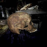 Human skull