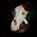 Dog Skull - A Female “Rhodesian Ridgeback”