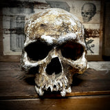 Human skull