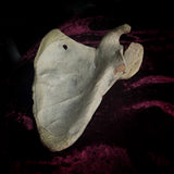 Adam Rouilly Human scapula (shoulder blade)