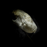 “Hedgehog skull” in a glass dome
