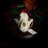 Dog Skull - A Male “Corgi”