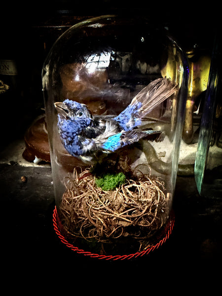 Taxidermy indigo bunting
