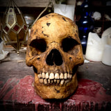 Human skull with mandible