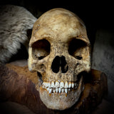 Large human skull with mandible