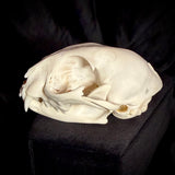 Item 12. Cat skull
