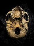 Human skull