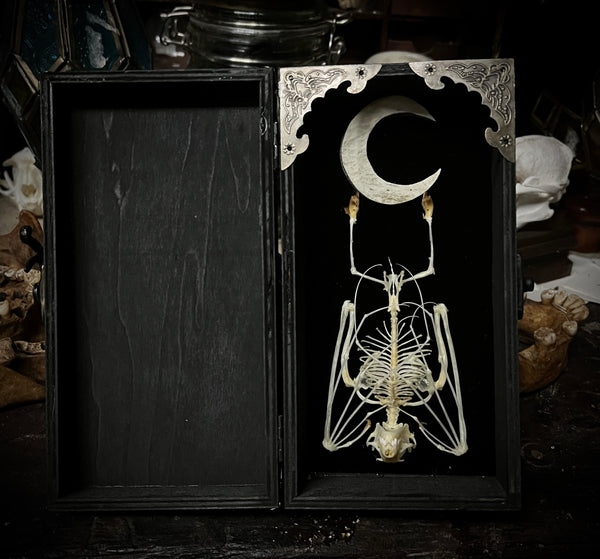 Small Fruit Bat Skeleton box