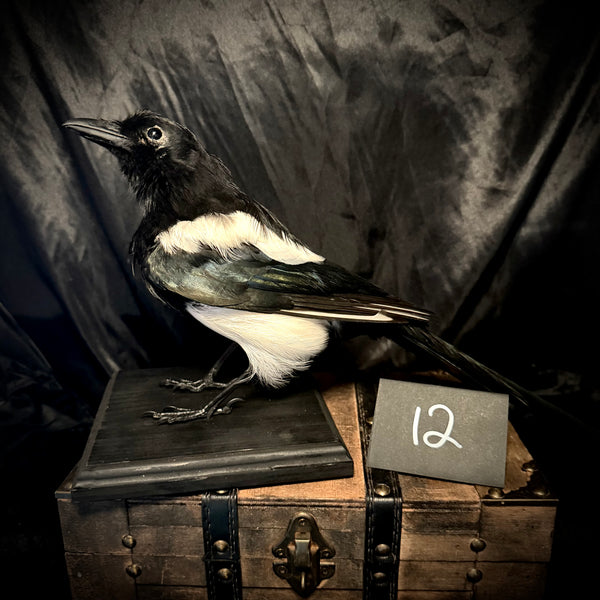 Item 12. Taxidermy magpie