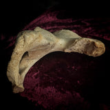Adam Rouilly Human hip bone