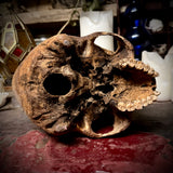 Human skull