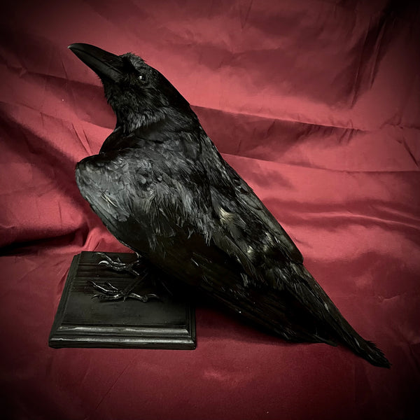 Taxidermy crow
