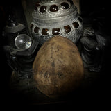 Human skull