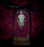 “Finch Skull” in a glass dome