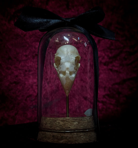 “Finch Skull” in a glass dome