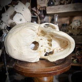 Medically prepared human skull