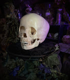 Human child skull