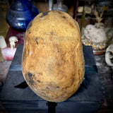 Human skull with mandible