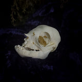 Deformed piglet Skull