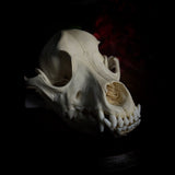 Dog Skull - A Female “Poodle”