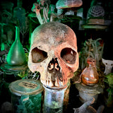 Human skull *COMPETITION*