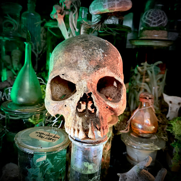 Human skull *COMPETITION*